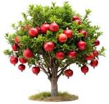 anar