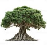 banyan