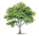 mahua
