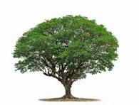 neem