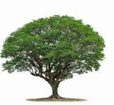 sweet neem