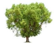 tamarind